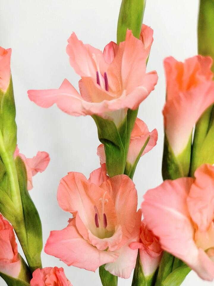 Pink Gladiolus