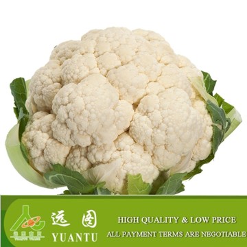 Top Quality Fresh Cauliflower from China Chinese cauliflower