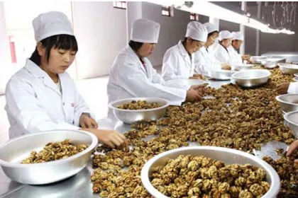 High Quality Food walnut kernels