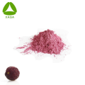 Water-Soluble Freeze-Dried Bayberry Wax Myrtle Powder