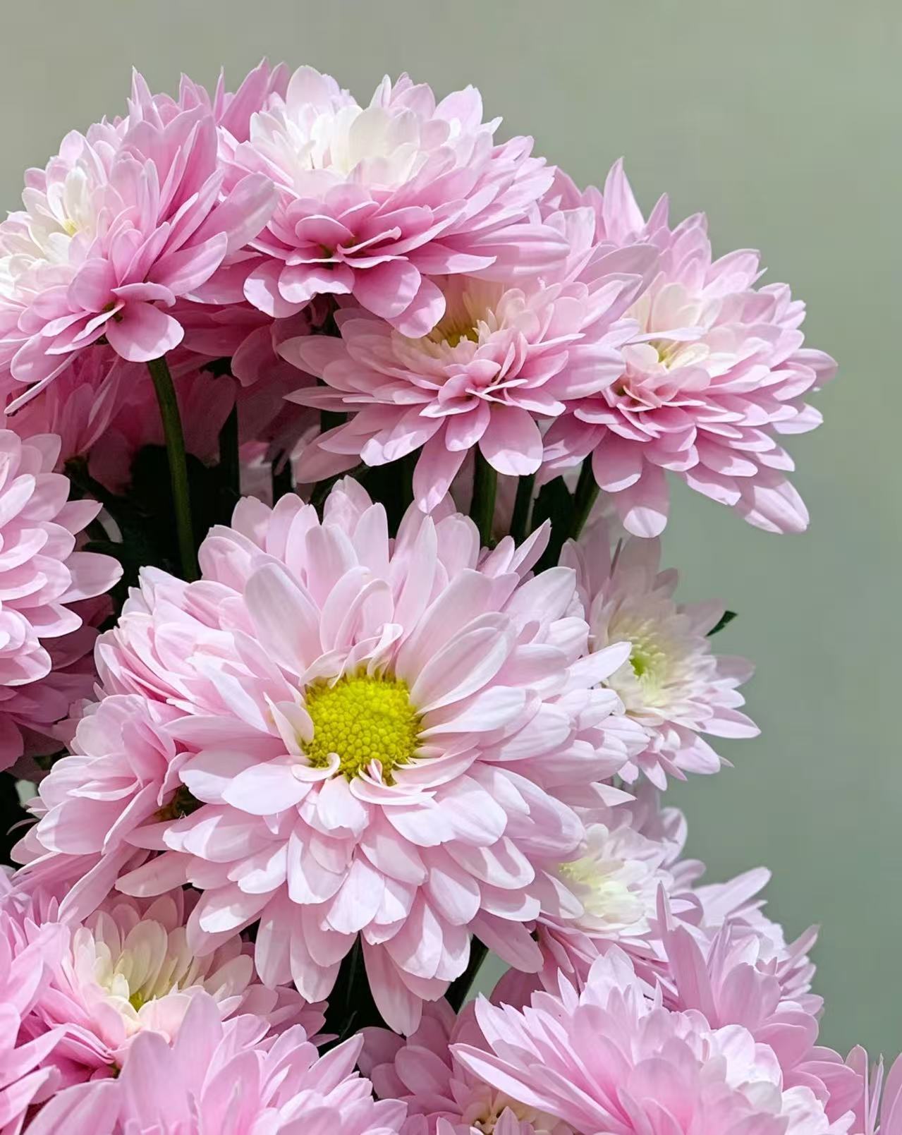 Seoul pink chrysanthemum