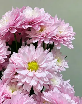 Seoul pink spray chrysanthemum