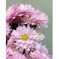 সিউল গোলাপী স্প্রে ক্রিস্যান্থেমাম