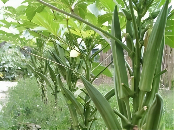 Okra