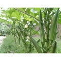 High Quality Natural Okra Extract Powder