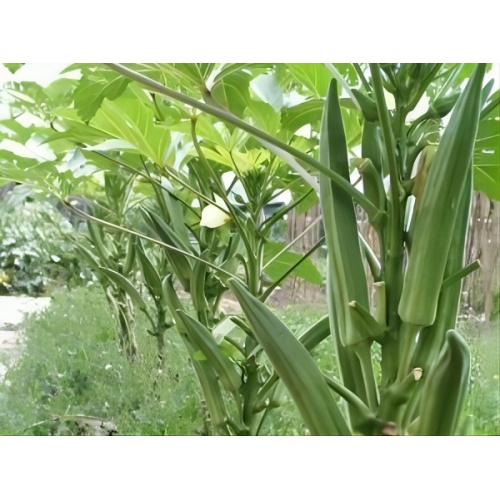 High Quality Natural Okra Extract Powder