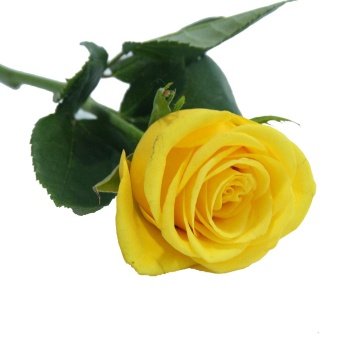 Competitive Price Home Wedding Decor: Many Colors Flower Store - Long Stem Natural Roses & Fresh Cut Flowers