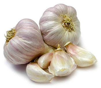 garlic