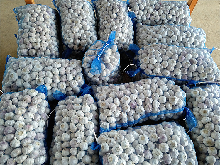New Crop Gourmet Red Garlic For Export Bulk Packing