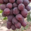 Sariwang Pulang Grape Selection para sa Premium na Kalidad