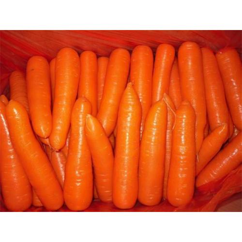 Свежая морковь высокого качества 2020