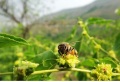 บรรจุภัณฑ์ขายส่งบรรจุภัณฑ์วันที่ตามธรรมชาติดอกไม้น้ำผึ้ง