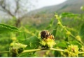 impacco all&#39;ingrosso naturale miele di fiori di dattero