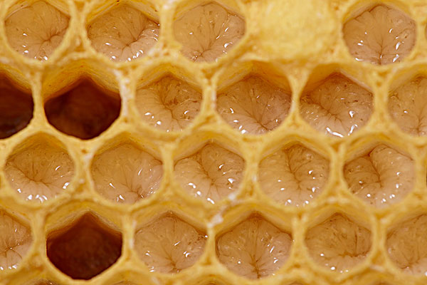 Bee Wax