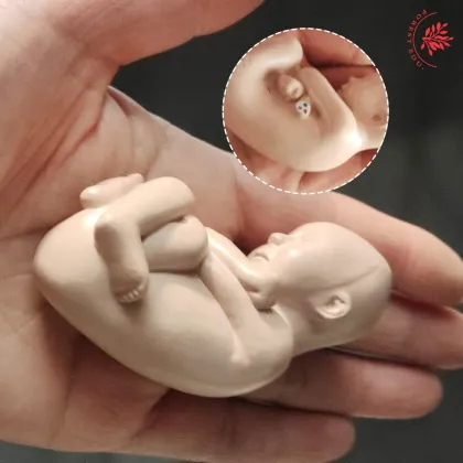 Reproductive Health Medical Science Kits: Pelvic Pregnancy Fetus Model for Obstetrics and Gynecology Study