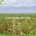 Factory Supply Fruits Natural Best Quality Goji Berry