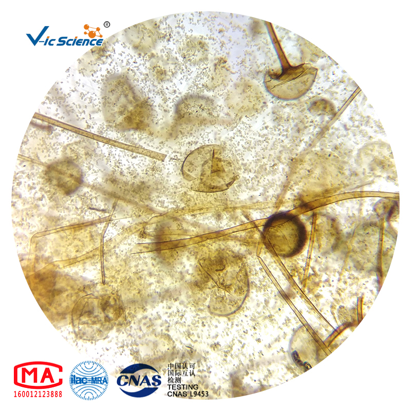 Microscope Slides
