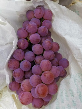 2019 new red grape