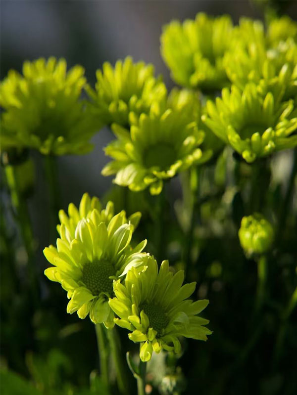 Spray chrysanthemum green elf5