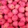 Ningxia Fresh Red Delicious Bulk Apples lage prijs