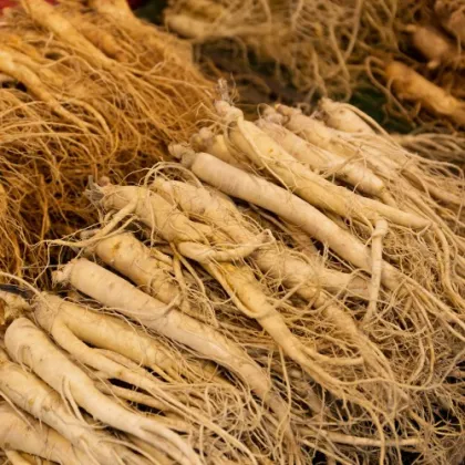 Panax Ginseng Root Extract/ Ginseng Extract 80% Ginsenosides