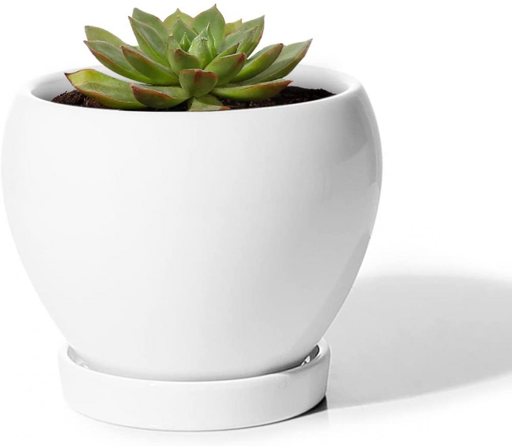 Plantes intérieures fleur succulentes avec une soucoupe de trou de drainage