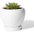 Plantes intérieures fleur succulentes avec une soucoupe de trou de drainage