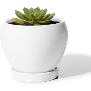 Plantes intérieures fleur succulentes avec une soucoupe de trou de drainage