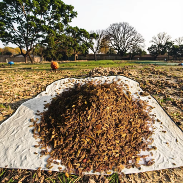 Sustainable Feed Ingredients:Apple Pomace