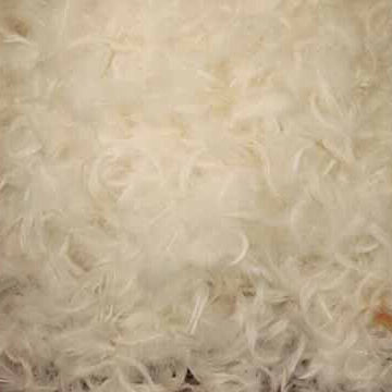 Pure white duck feather