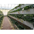 Saluran Hydroponics Strawberry Gully Komersial