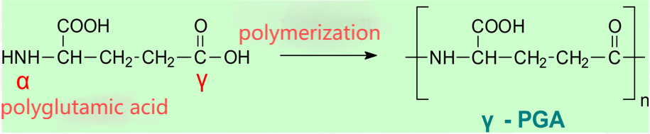 полиглутаминска киселина polyglutamic acid