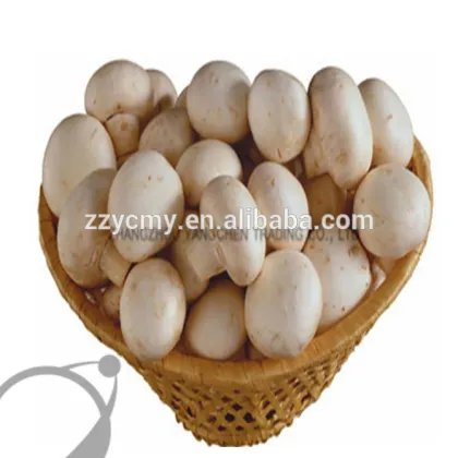 Cheap Canned Champignon Mushroom