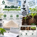 مسحوق بروبيوتيك Bacillus megaterium للأسمدة الحيوية التي تذوب الفوسفات