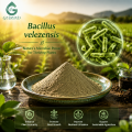 Ingrediente probiótico en polvo de Bacillus Velezensis de alta pureza