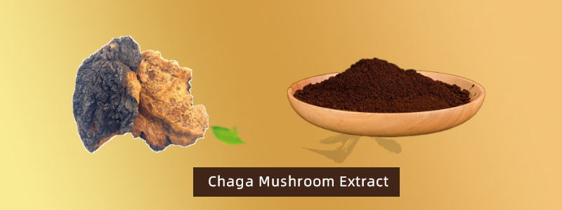 3.Chaga Mushroom Extract