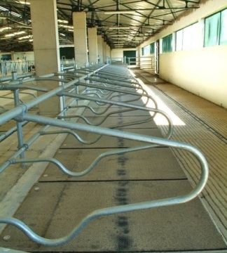 High Quality Cattle Free Stall 