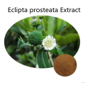 Buy online ingredients Eclipta prosteata Extract powder