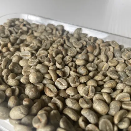 Sarchimor Chocolate Flavor Coffee Beans