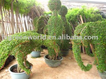 Carmona Microphylla different animal shape