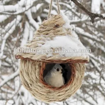 Finch bird nest