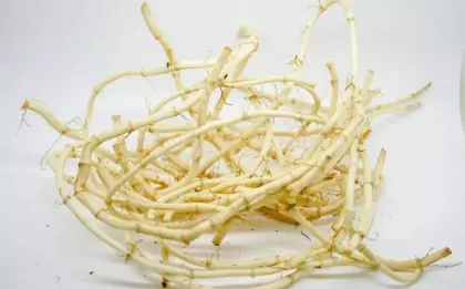 Houttuynia cordata Thunb.