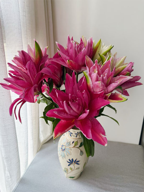 Medusa Double Oriental Lily2