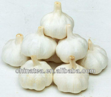 organic garlic of fresh garlic