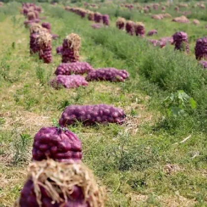 Red Onions Yellow Onions