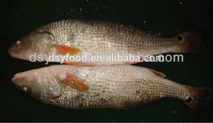 FROZEN RED DRUM FISH suppliers in China