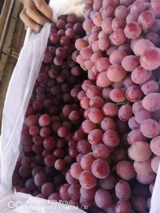 2019 YUNNAN GRAPES START