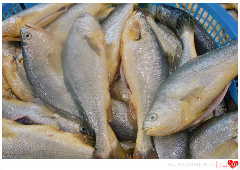 corvina amarilla eviscerada congelada