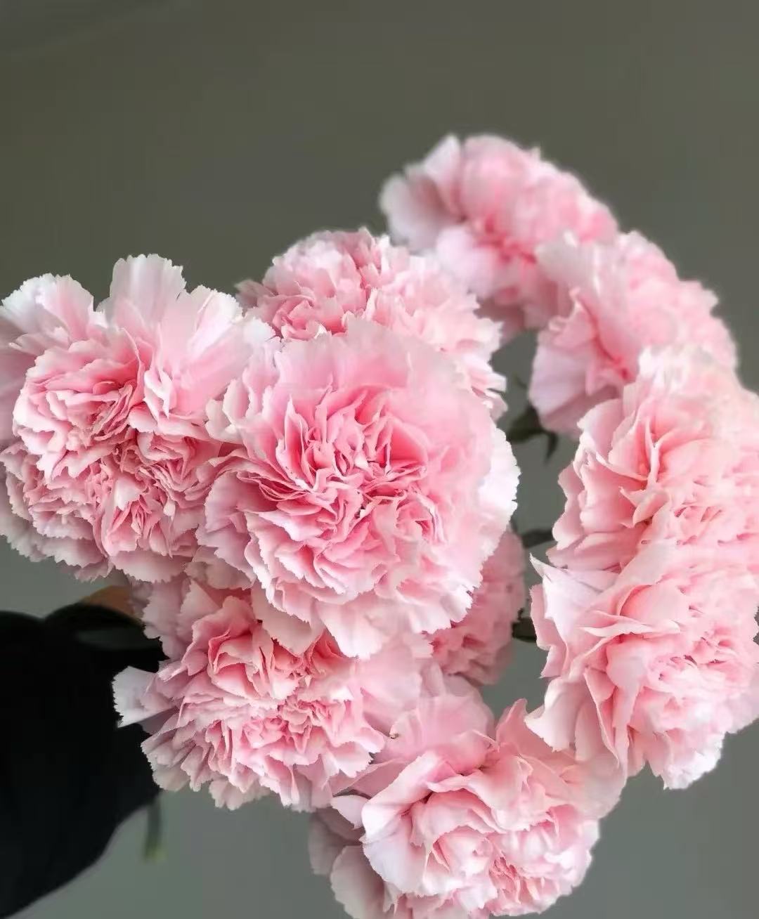 Single-headed Carmation powder beauty2