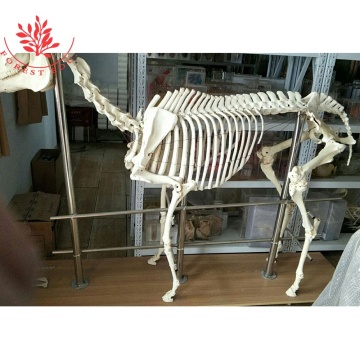 Horse Skeleton Medical Model for Specimen and Educational Purposes